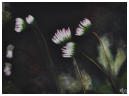P�querettes - acrylique - Armand